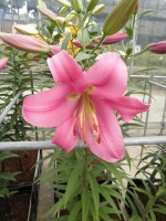 [1763 Bowmore VH No01.JPG]